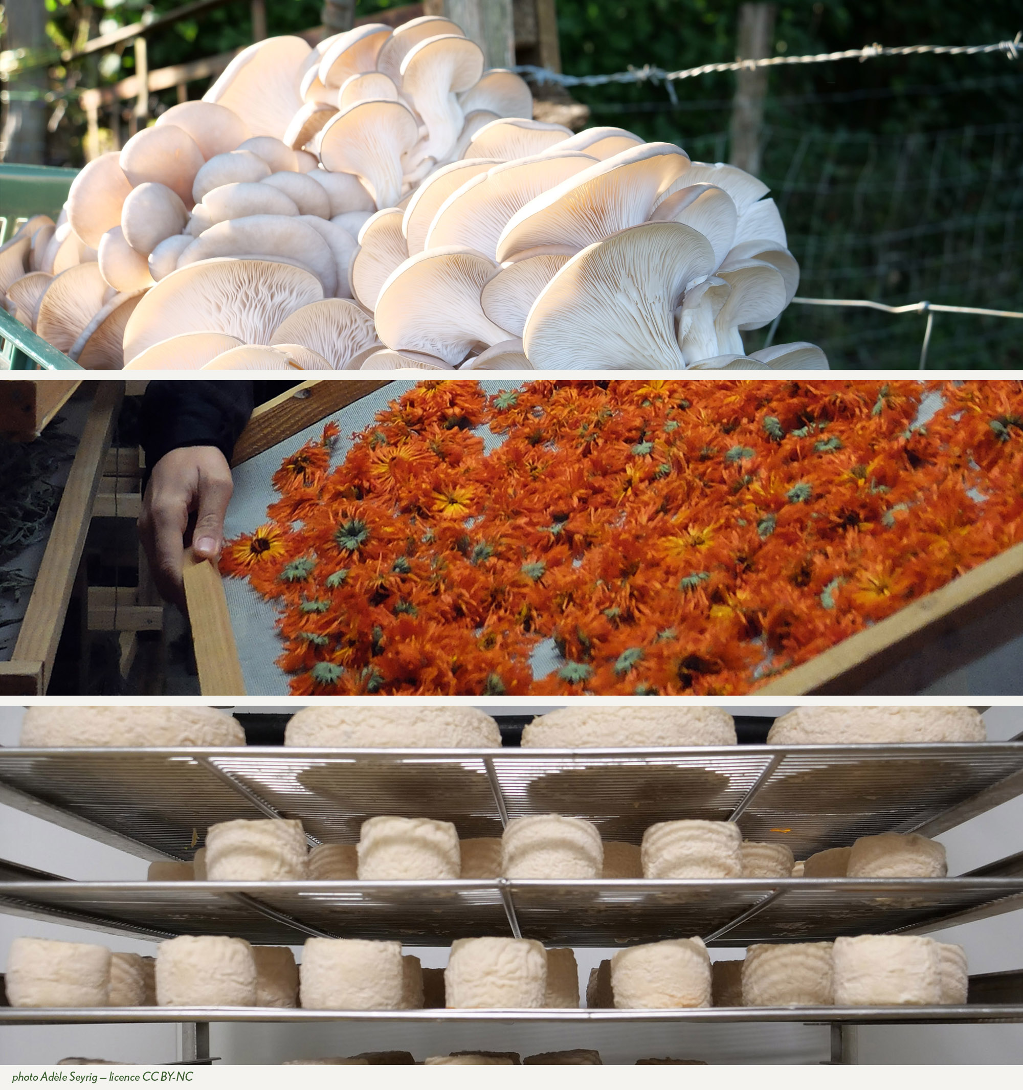 photos produits issus d'activités agrirurales